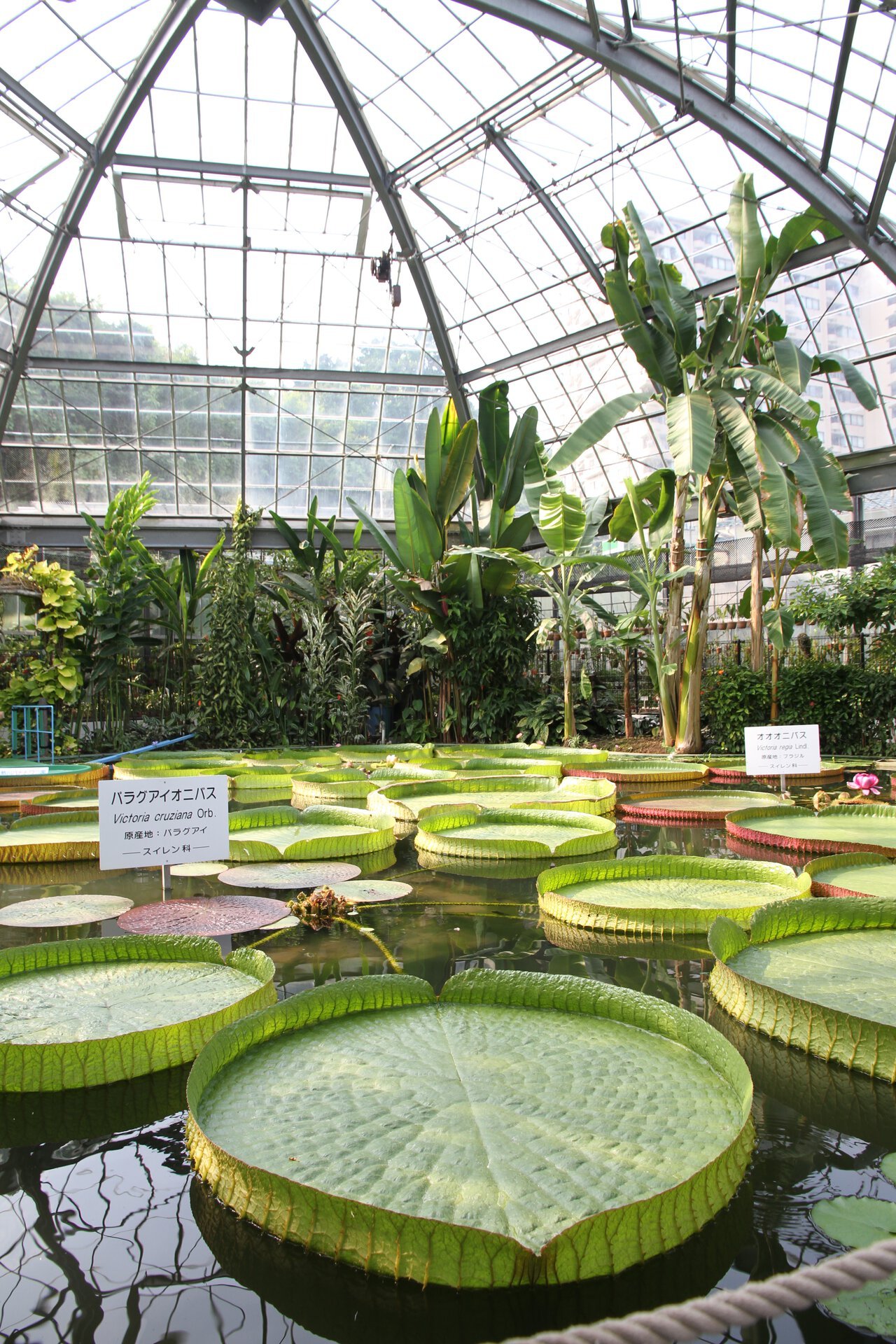 🌴 아타가와 열대 & 악어 정원 (아타가와 바나나 와니엔) 이미지 8